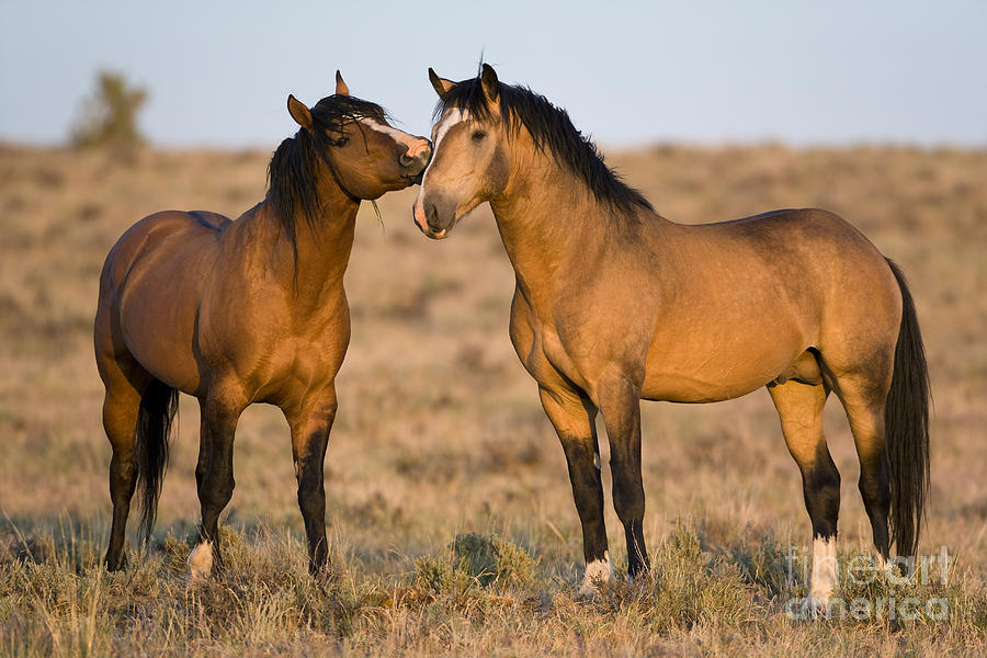 Horse Photograph - Mustang Stallions #2 by Jean-Louis Klein & Marie-Luce Hubert