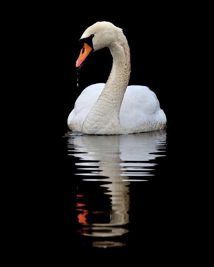 Mute Swan #2 Photograph by Gavin Macrae