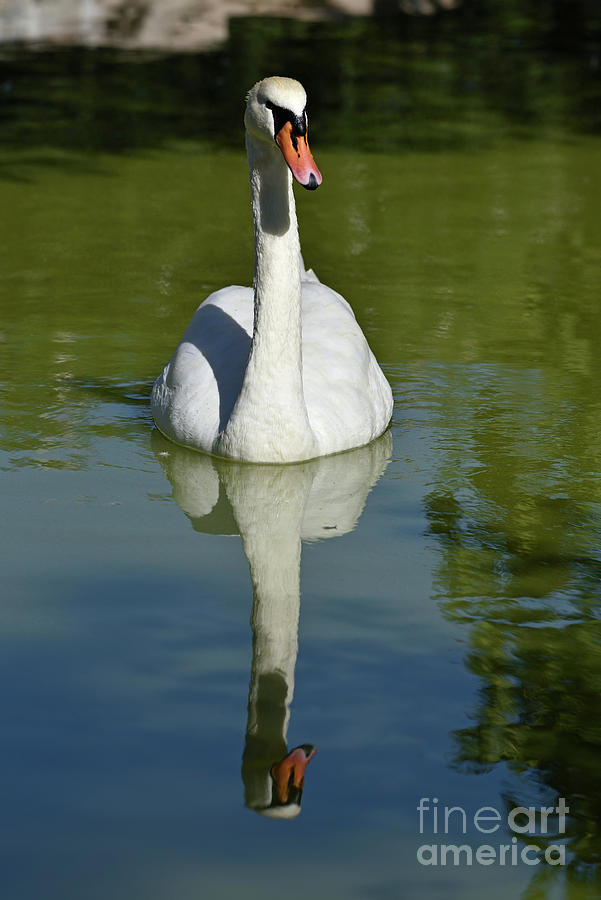 Mute swan #4 Photograph by George Atsametakis