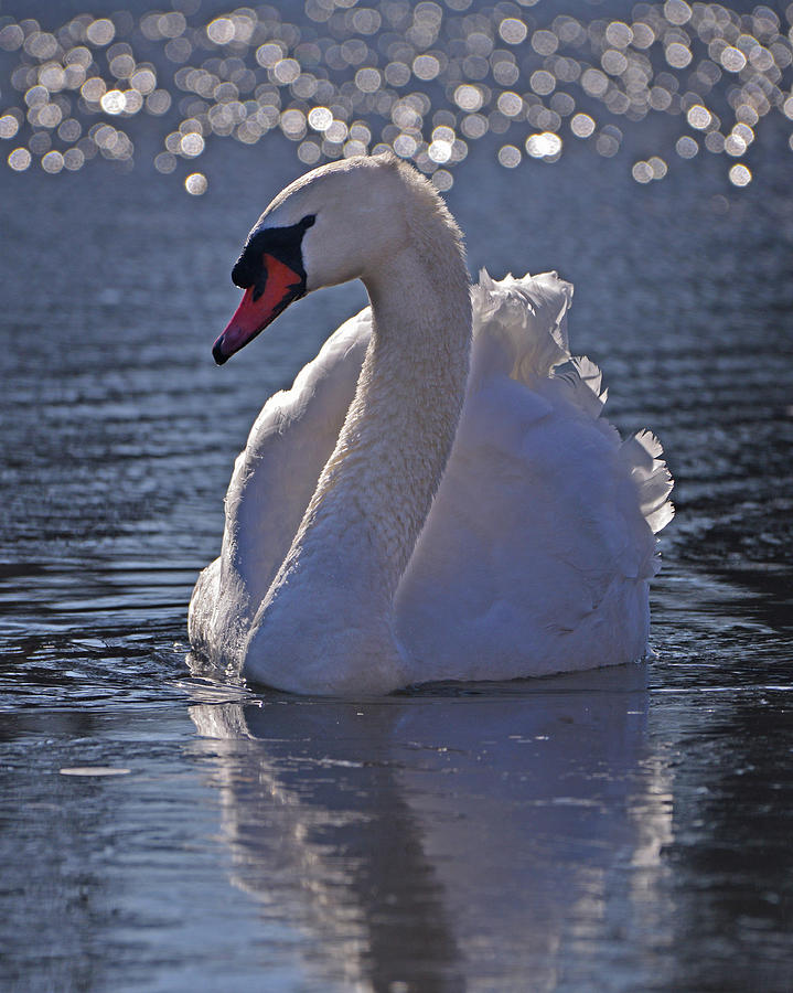 Mute Swan #2 Photograph by Ken Stampfer