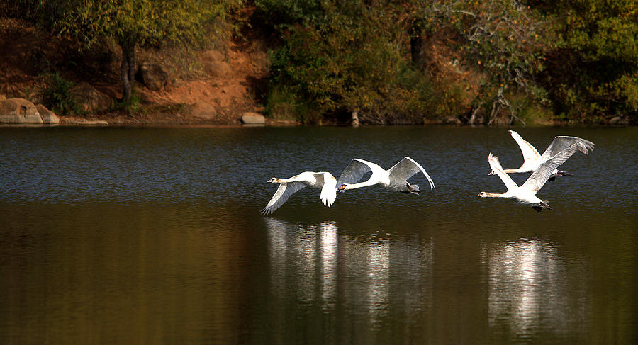 Mute Swans In Flight Over The Lake Photograph