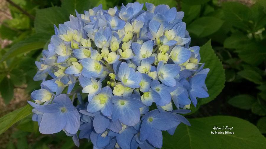 Flower Photograph - My Blue Hydrangeas #2 by Maxine Billings