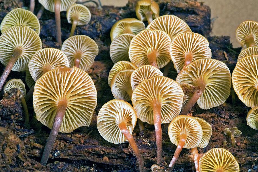 Small Mycena mushroom growing on a log Shower Curtain