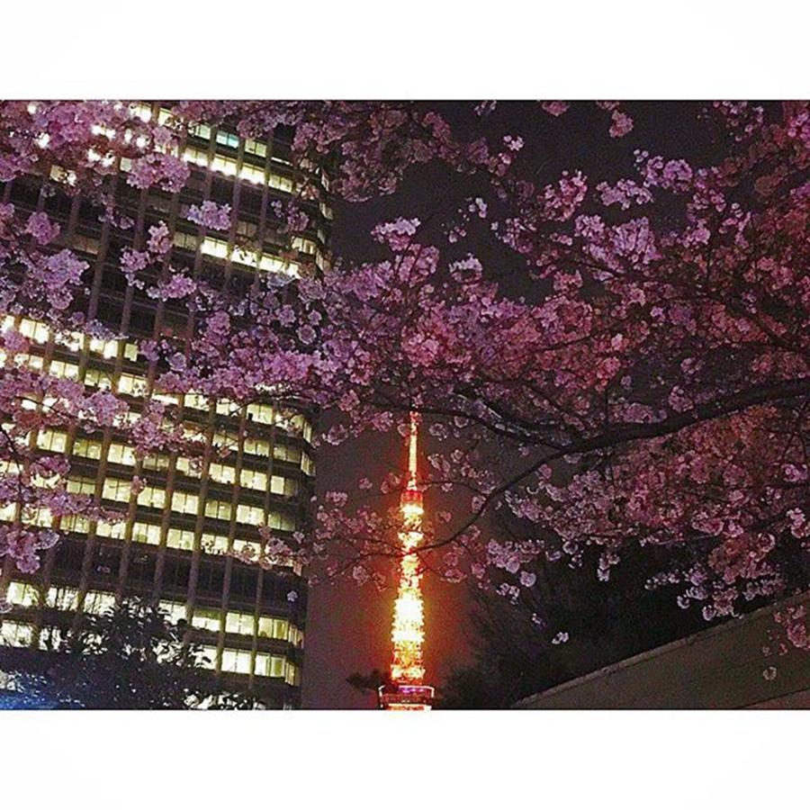 Spring Photograph - 桜と東京タワー
#愛宕 #2 by Marina H