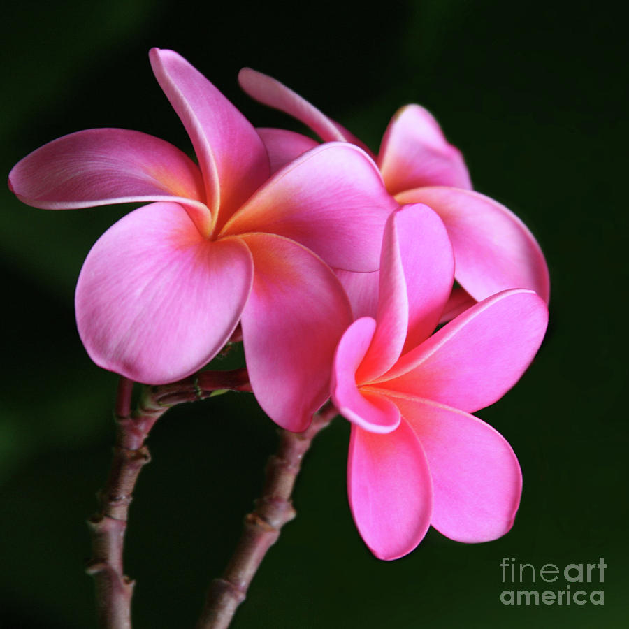 Na Lei Pua Melia Aloha He ala nei e puia mai nei Pink Plumeria Photograph by Sharon Mau