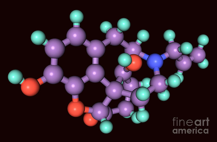 Naloxone, Molecular Model #2 Photograph by Scimat