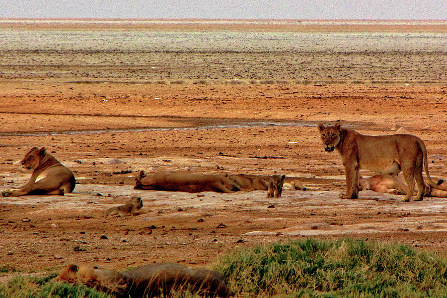 Namibia #2 Photograph by Paul James Bannerman