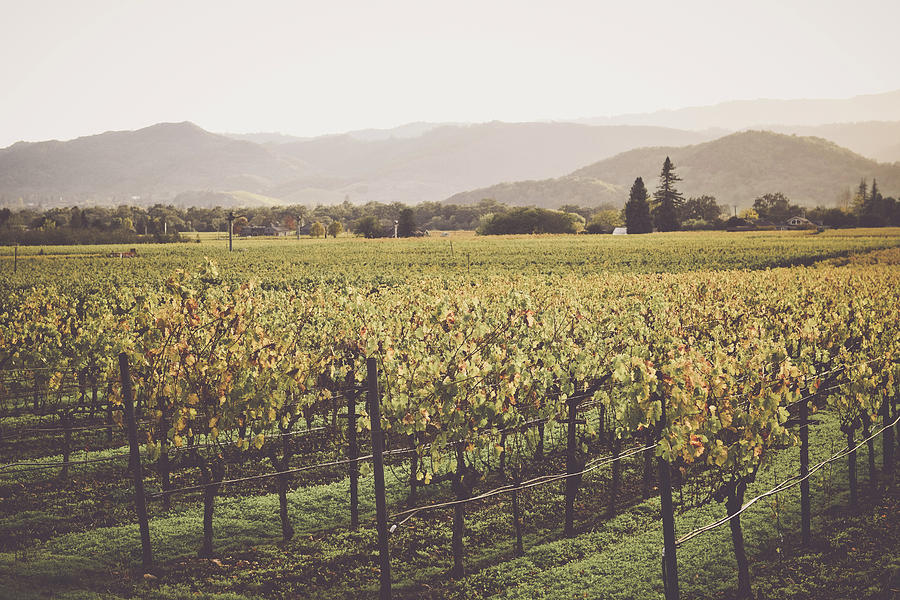Napa Valley California Vineyard In The Fall Photograph