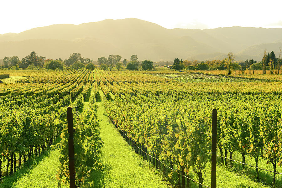 Napa Valley in Autumn by Brandon Bourdages Napa Valley in Autumn by Brandon Bourdages