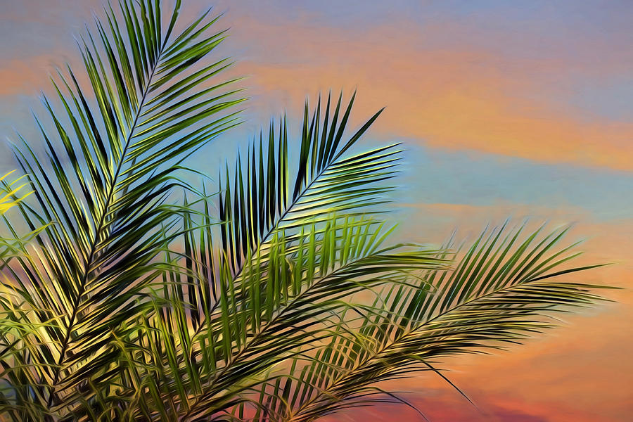 Sunset Photograph - Naples Palms #2 by Lori Deiter