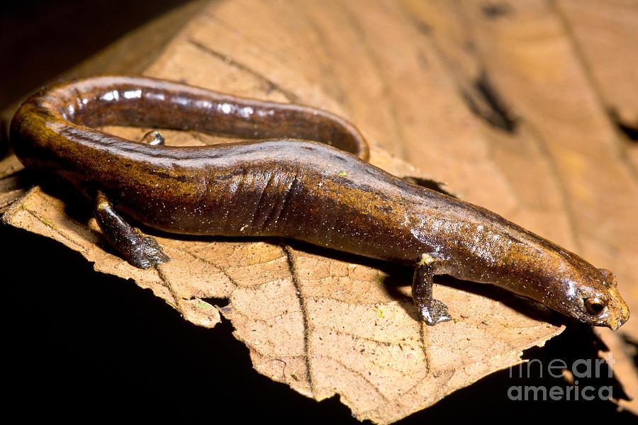 Nauta Palm Foot Salamander #2 Photograph by Dant Fenolio