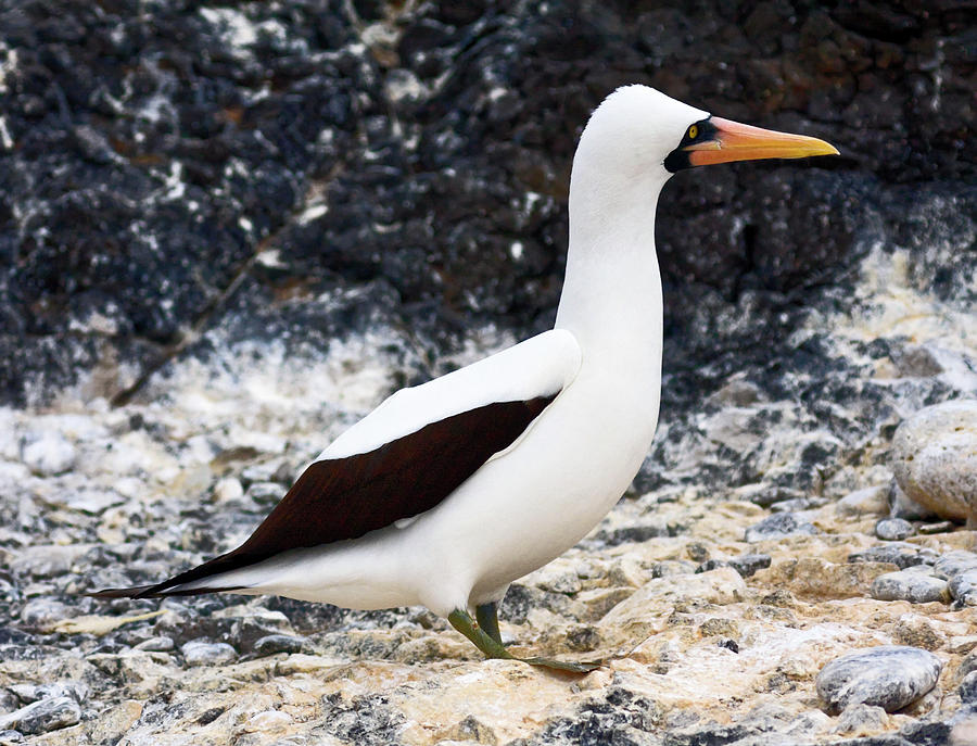 Nazca Booby Portrait #2 Photograph by Sally Weigand