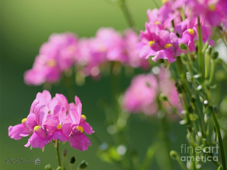 Nemesia named Compact Pink Innocence #4 Photograph by J McCombie