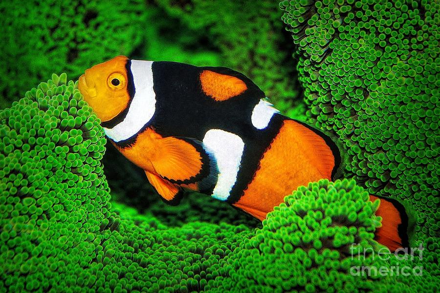 Fish Photograph - Nemo #2 by Paulette Thomas