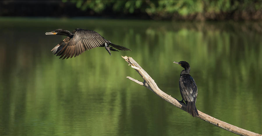 Neotropic Cormorants #2 Photograph by Tam Ryan