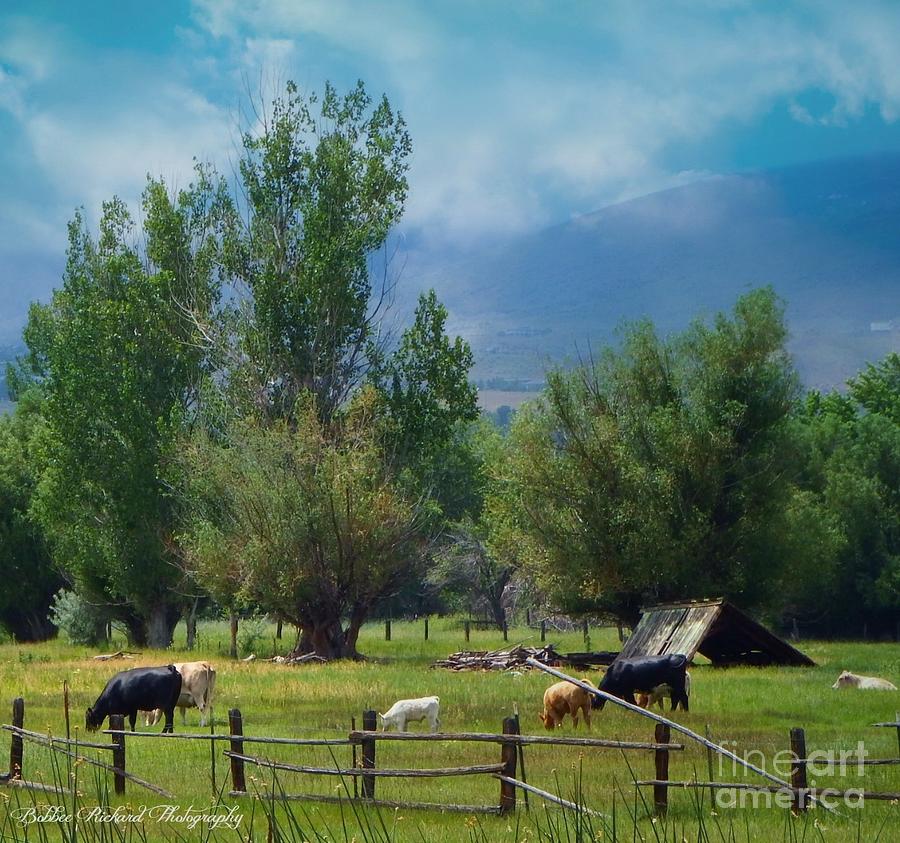 Cow Photograph - Nevada  #2 by Bobbee Rickard