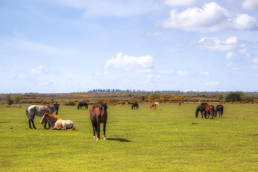 Pony Photograph - New Forest - Hampshire - Uk by Joana Kruse Pony Photograph - New Forest - Hampshire - Uk by Joana Kruse