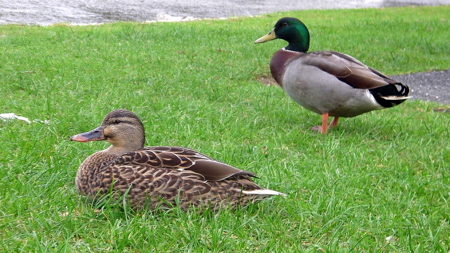 New Zealand - Pair of Mallard Duck Photograph by Jeffrey Shaw - Pixels