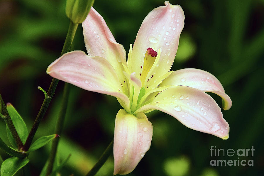 Nice Lily Photograph by Elvira Ladocki - Fine Art America