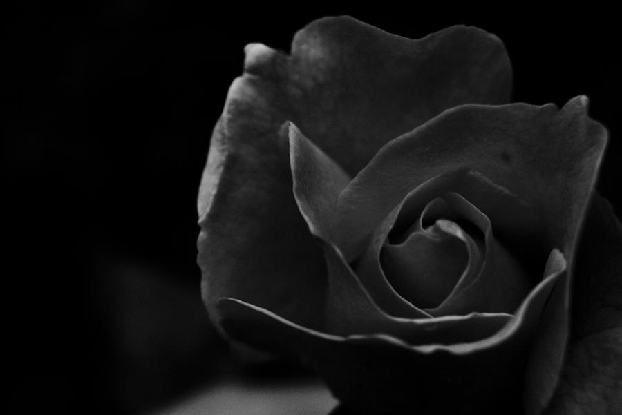 Night Rose Photograph by Daniel Ponce de Leon | Fine Art America