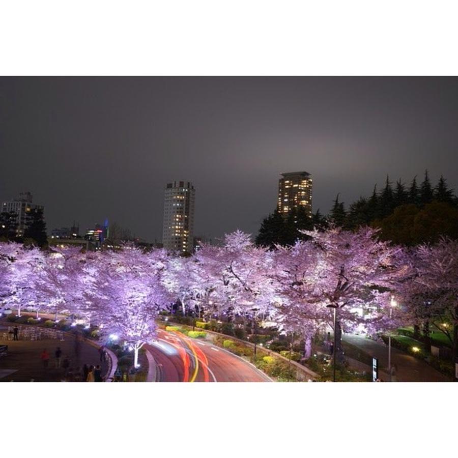 Spring Photograph - 夜桜
#l4l #love #ff #2 by Yuka Uemura