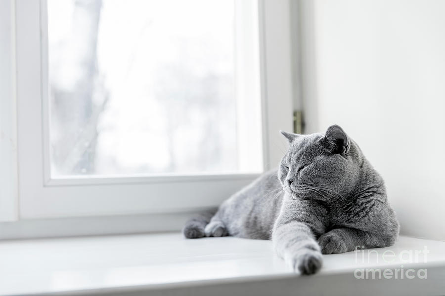 Noble proud cat lying on window sill. The British Shorthair #2 Photograph by Michal Bednarek