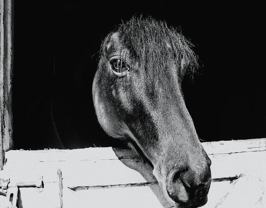 Noble Morgan Stallion Photograph by Dressage Design