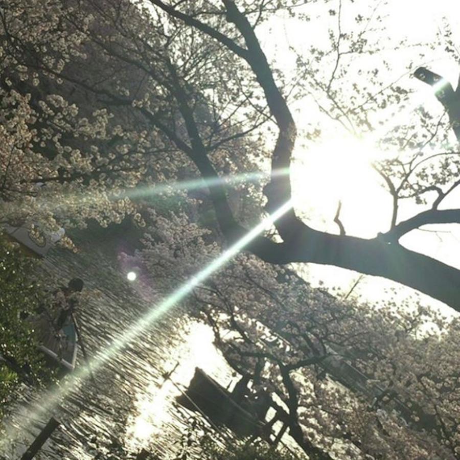 Nature Photograph - #nofilter#cherryblossom #parc #2 by Kazuki Fujita