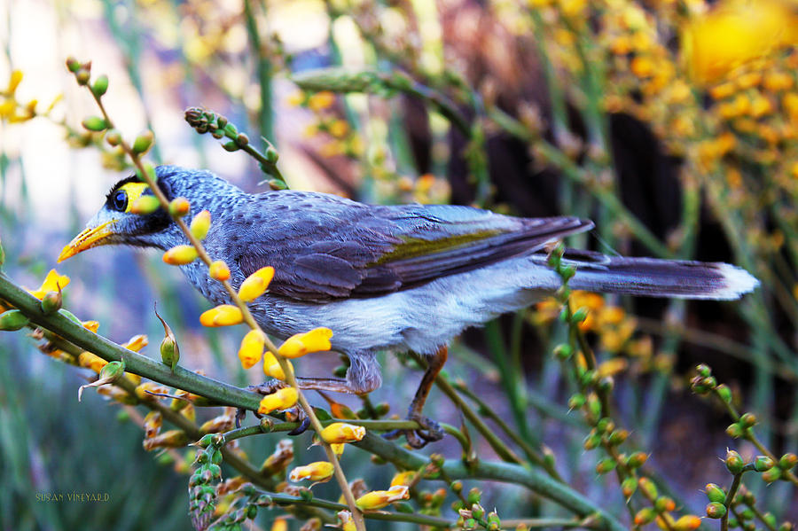 Noisy Miner in Oz #2 Photograph by  Susan Vineyard