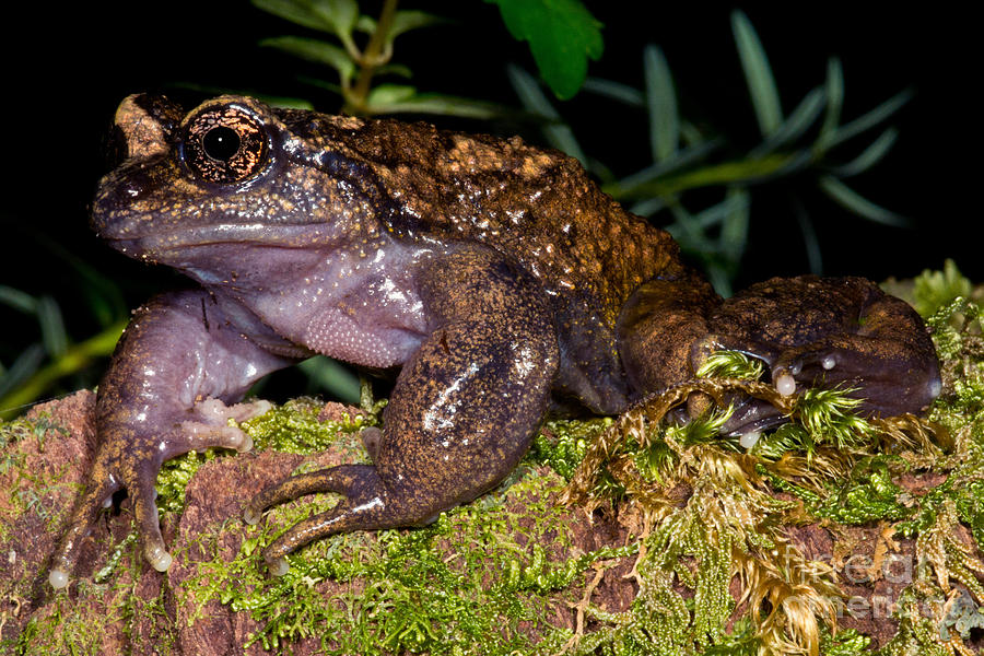 Amphibians Photograph - Noras Spiny Chest Frog #2 by Dant Fenolio
