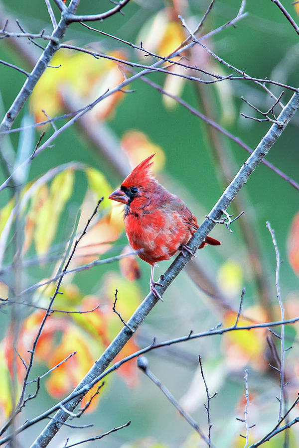 Northern Cardinal Cardinalis cardinalis perched on a branch #2 Photograph by Alex Grichenko