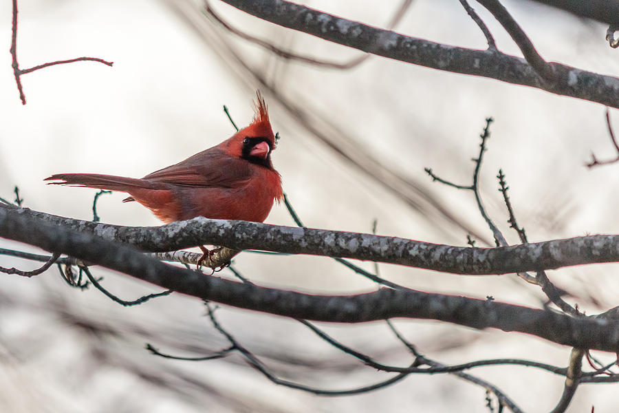 Northern cardinal Photograph by SAURAVphoto Online Store