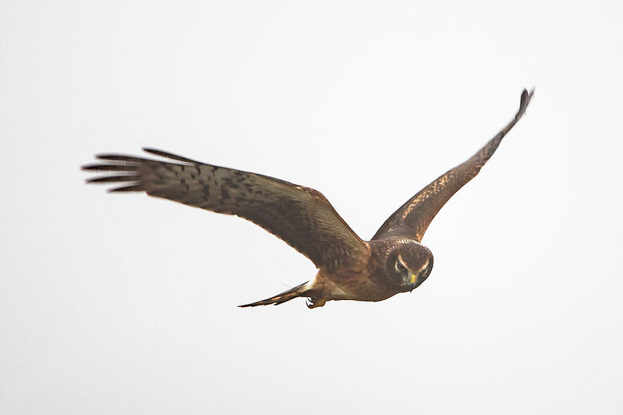 Northern Harrier #2 Photograph by Ronnie Maum