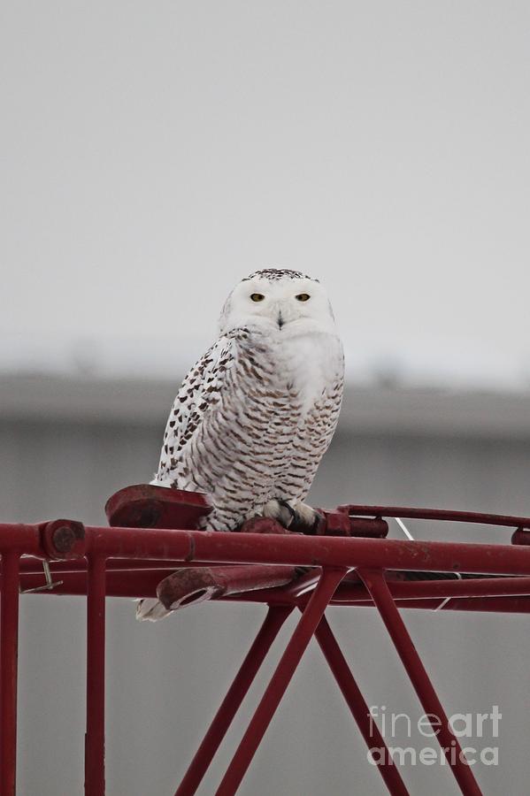 Snowy Owl 9470 Photograph