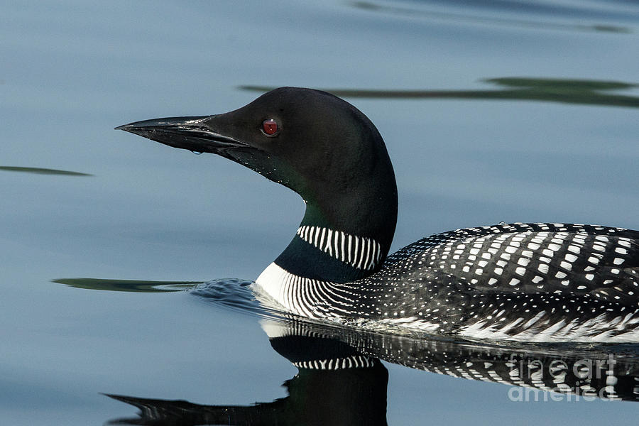Northern Loon #3 Photograph by Craig Shaknis