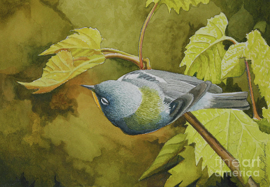 Northern Parula #2 Painting by Charles Owens