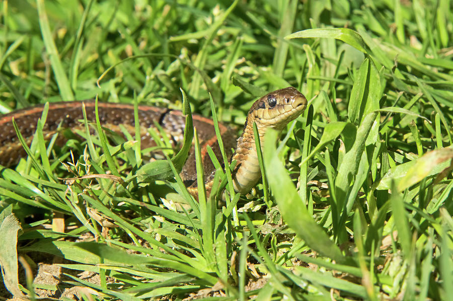 Northwestern Garter Snake Photograph By Richard Leighton - Fine Art America