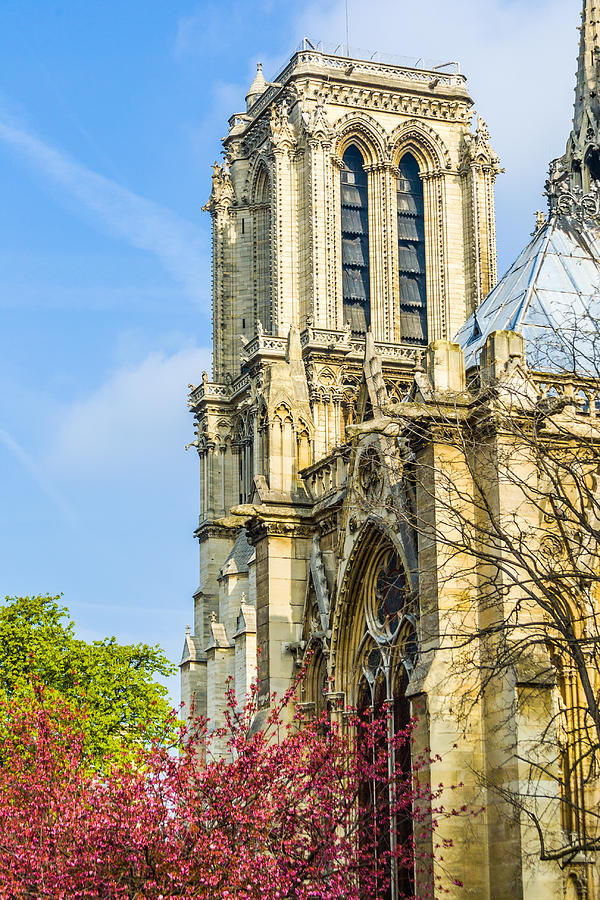 Architecture Photograph - Notre Dame Bell Tower with Blooming Trees. by Nila Newsom