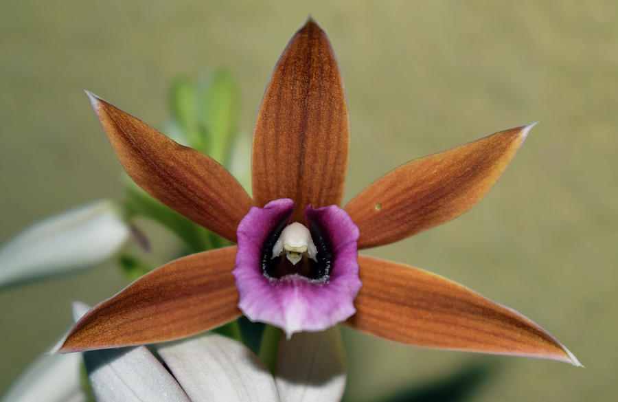 Nuns Hood Orchid - Phaius tancarvilleae #2 Photograph by Larah McElroy