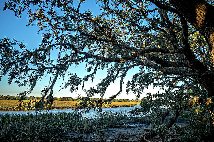 Oak Trees And Beautiful Nature At Sunset On Plantation #2 Photograph by Alex Grichenko
