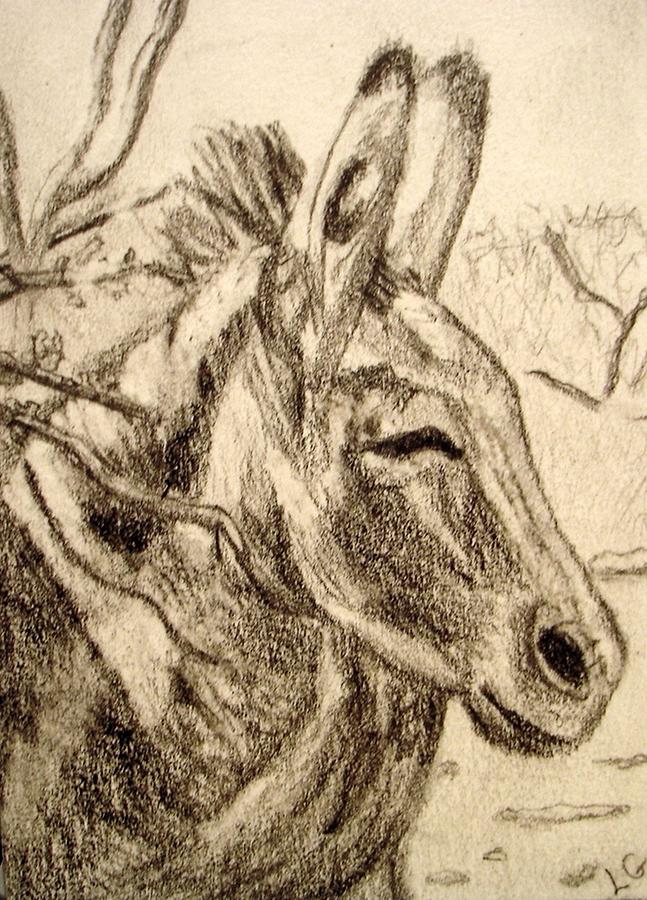 Donkey Drawing - Oatman Burro #2 by Lessandra Grimley