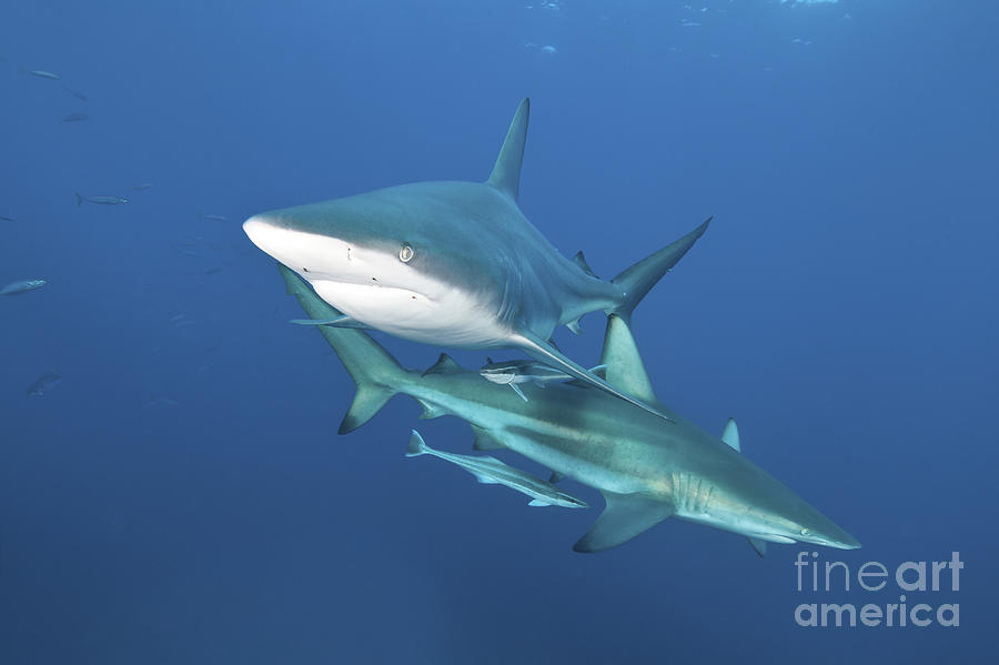 Oceanic Blacktip Sharks With Remora Photograph