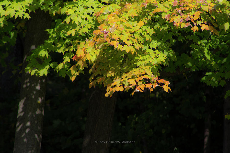 Fall Photograph - October Colors #2 by Tracey Rees