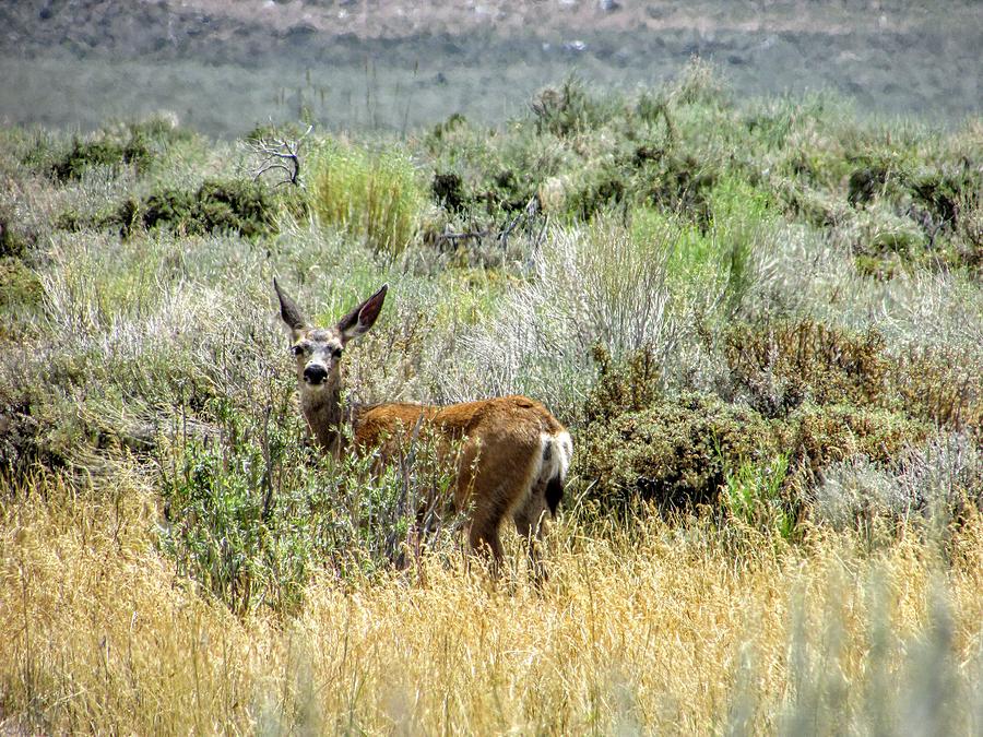 Oh Deer #2 Photograph by Marilyn Diaz