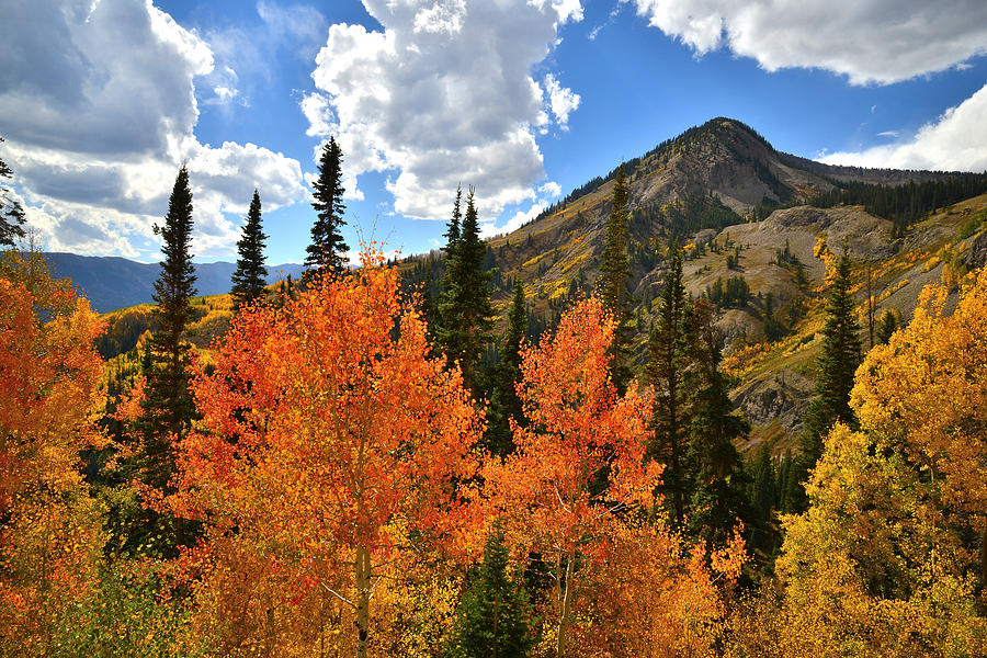 Ohio Pass Aspens #1 Photograph by Ray Mathis