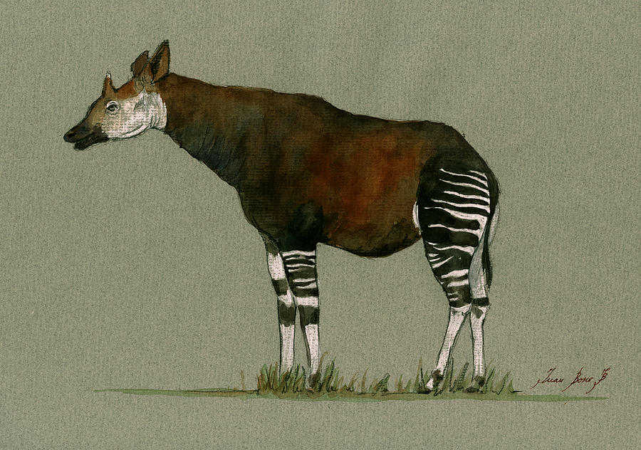 Safari Decor Painting - Okapi art watercolor painting #2 by Juan  Bosco