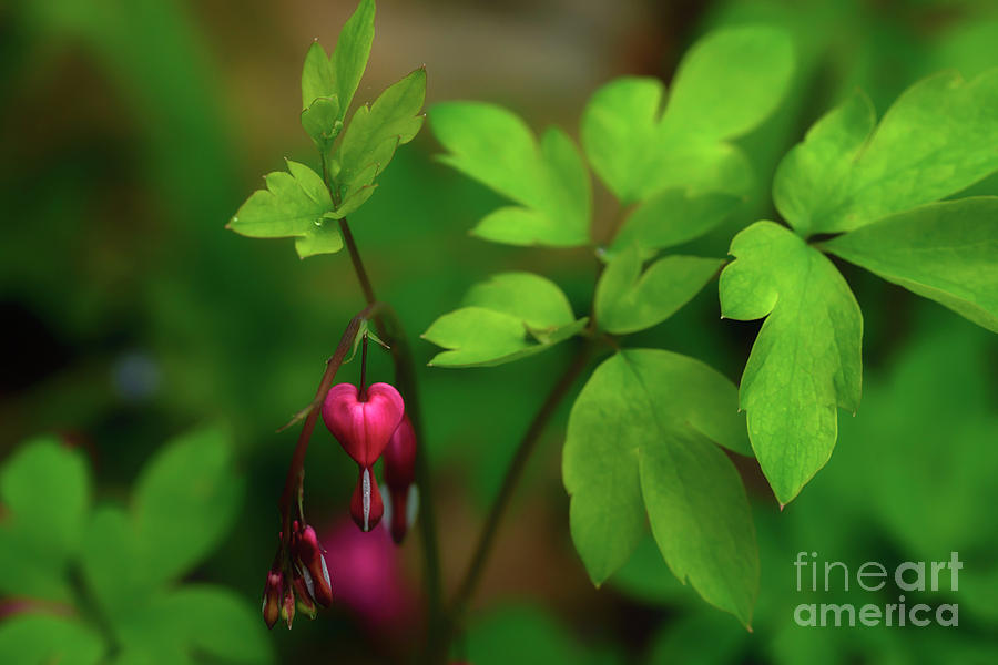 Old-fashioned Bleeding Heart #2 Photograph by Thomas R Fletcher