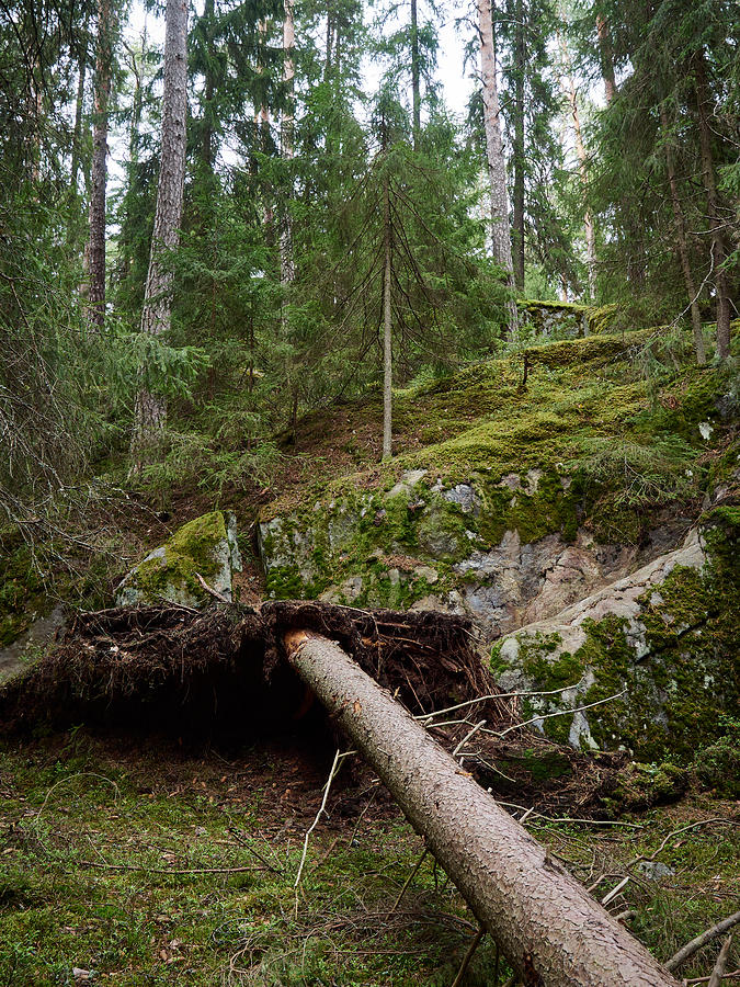 Old Forest In Kauppi Tampere Photograph