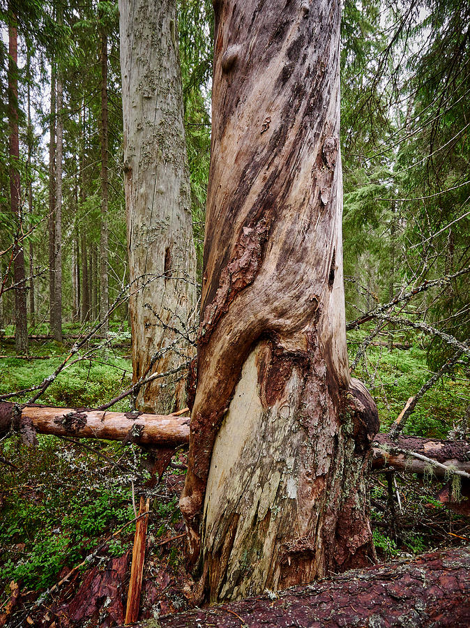 Nokia Photograph - Old Forest #2 by Jouko Lehto