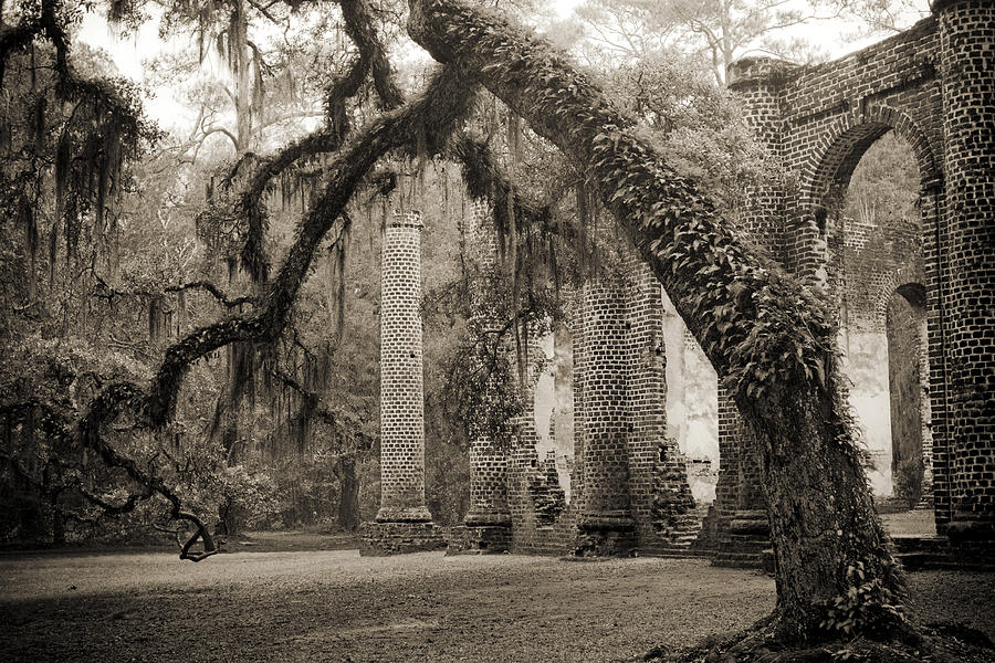 Tree Photograph - Old Sheldon Church Ruins #2 by Dustin K Ryan